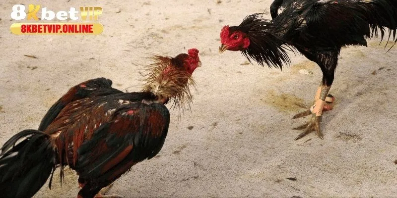 Tìm hiểu luật chơi chọi gà thomo chi tiết tại 8KBET