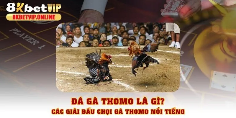 Đá gà thomo
