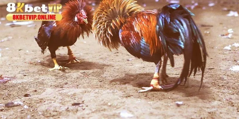 Chơi chọi gà cựa sắt phải đảm bảo trạng gà, thời gian thi đấu và quy tắc thắng thua