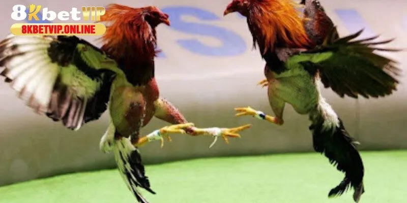 Chọi gà thomo thường được tổ chức ở các trường đấu lớn, danh tiếng